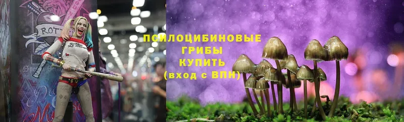 купить наркотики цена  Северодвинск  Галлюциногенные грибы Cubensis 